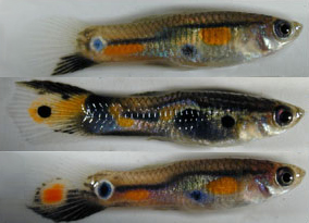 patternvariation